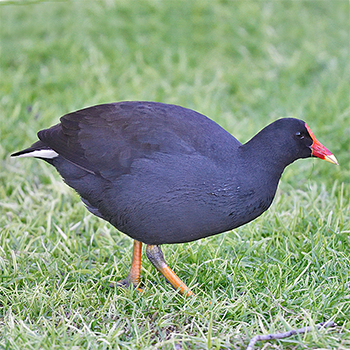 Dusky Moorhen