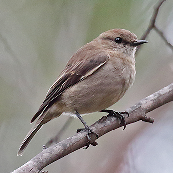 Dusky Robin