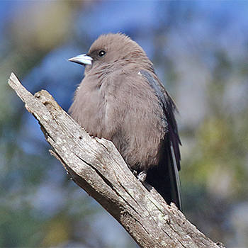 Dusky Woodswallow