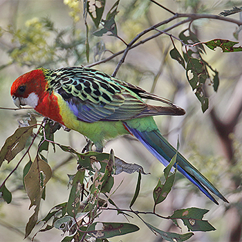 Eastern Rosella
