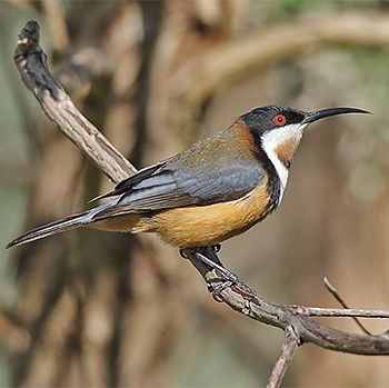 Eastern Spinebill