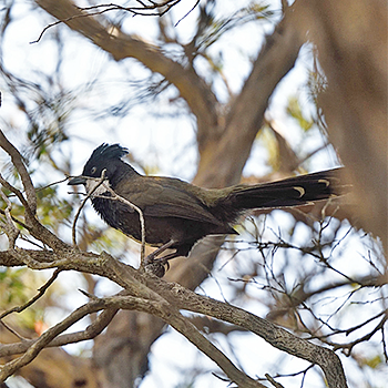 Eastern Whipbird