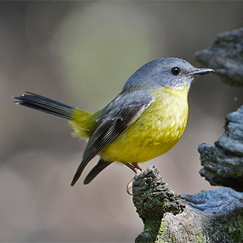 Eastern Yellow Robin