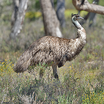 Emu