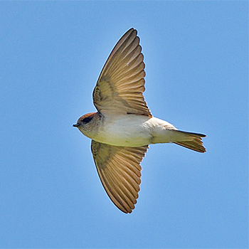 Fairy Martin