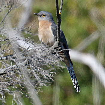 Fan-tailed Cuckoo