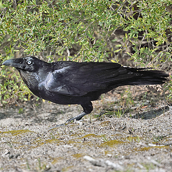 Forest Raven