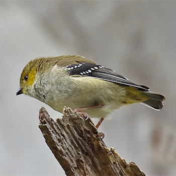 Forty-spotted Pardalote