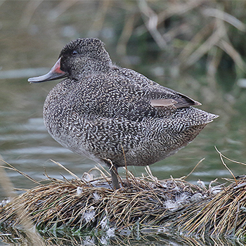Freckled Duck