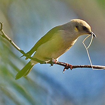 Fuscous Honeyeater