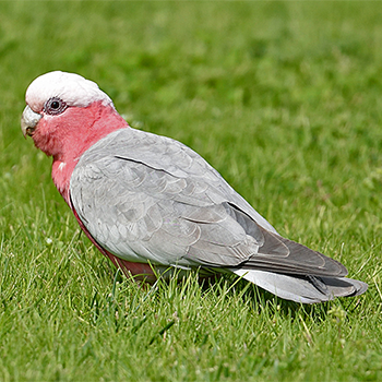 Galah