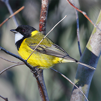 Golden Whistler