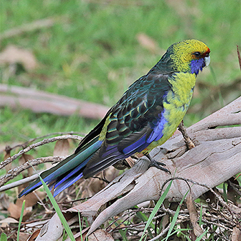 Green Rosella