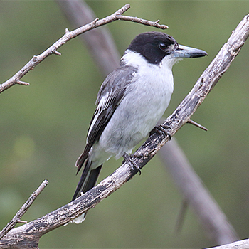 Grey Butcherbird