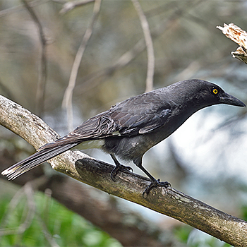 Grey Currawong
