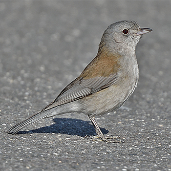Grey Shrikethrush