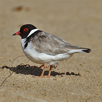 Hooded Plover