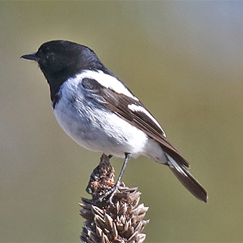 Hooded Robin