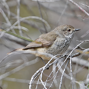 Inland Thornbill
