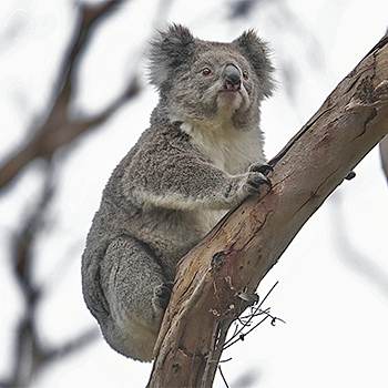 Koala