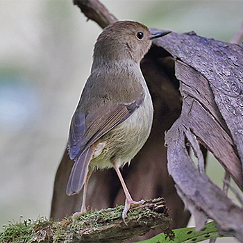 Large-billed Scrubwren