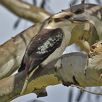 Laughing Kookaburra