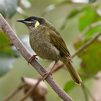 Lewin's Honeyeater