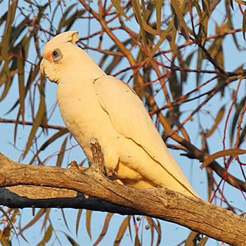 Little Corella