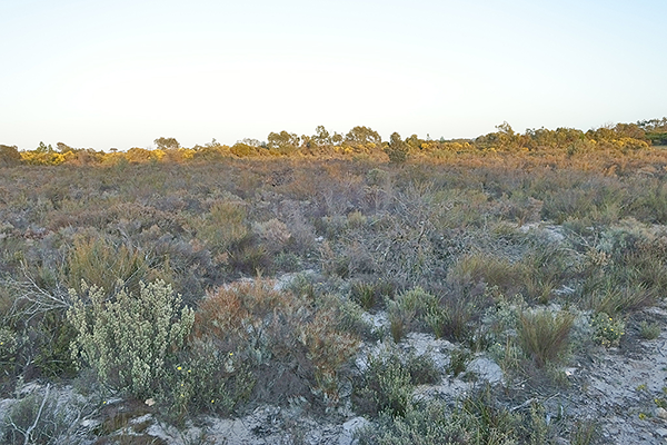 Little Desert