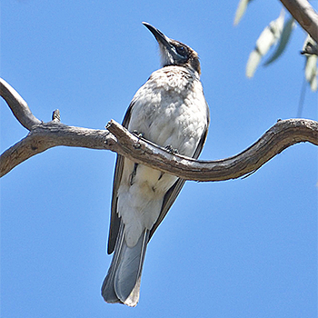 Little Friarbird