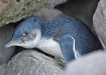 Little Penguin