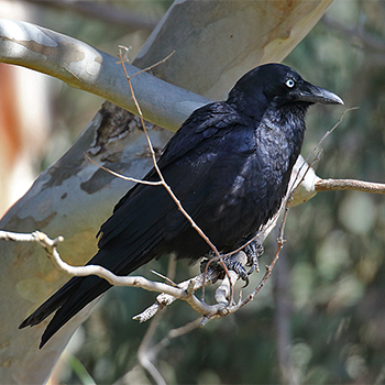 Little Raven