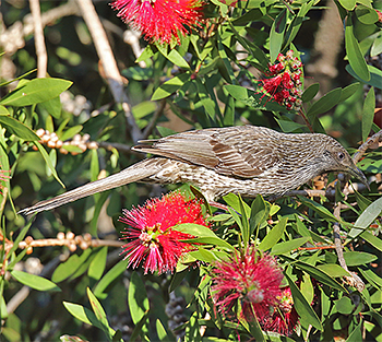 Little Wattlebird