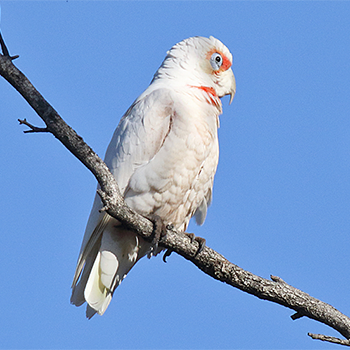 Long-billed Corella