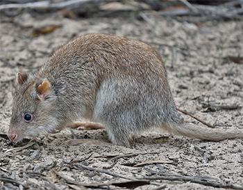 Long-footed Potoroo