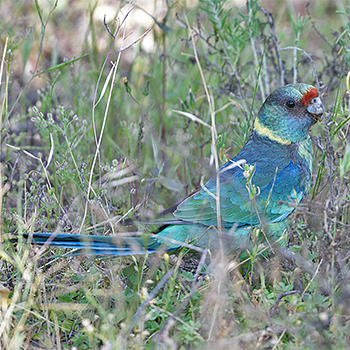 Mallee Ringneck