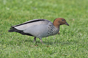 Maned Duck