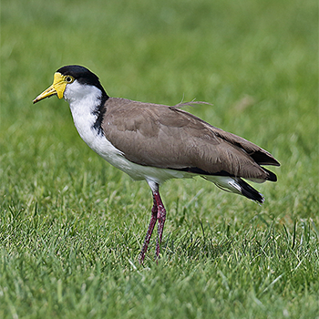 Masked Lapwing