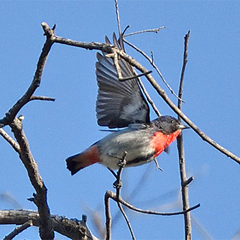 Mistletoebird