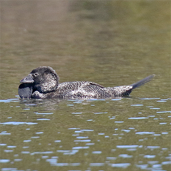 Musk Duck