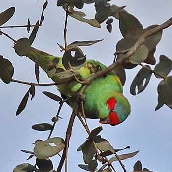 Musk Lorikeet