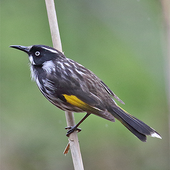 New Holland Honeyeater