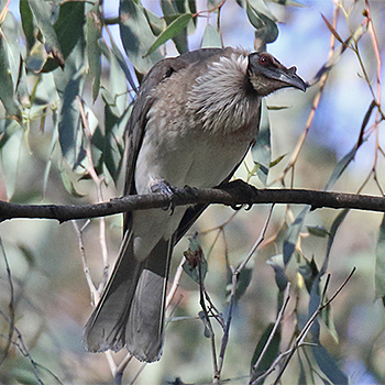Noisy Friarbird
