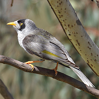 Noisy Miner