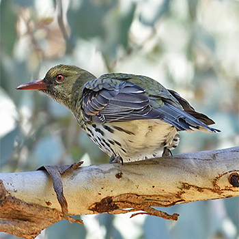 Olive-backed Oriole