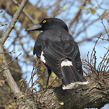 Pied Currawong