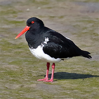 Pied Oystercatcher