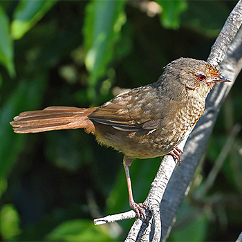 Pilotbird