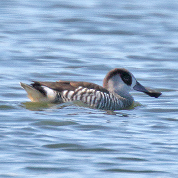 Pink-eared Duck