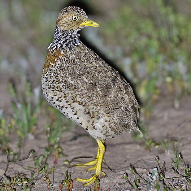 Plains-wanderer